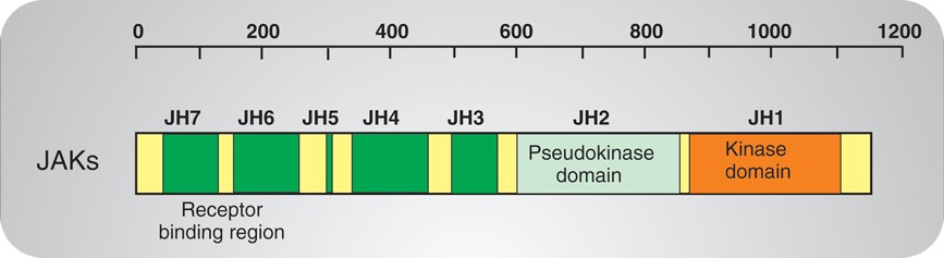 Figure 2. Structure of JAKs.