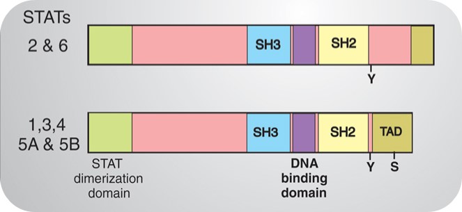 Figure 3. Structure of STATs. 