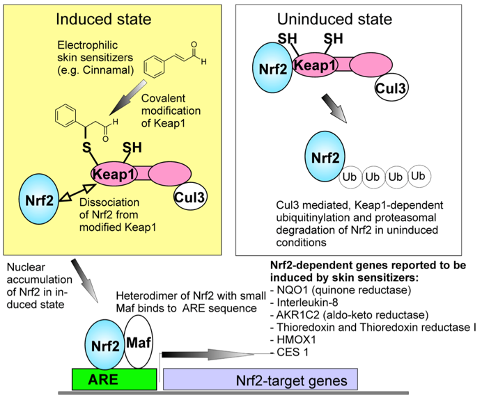 KeratinoSens™ Assay