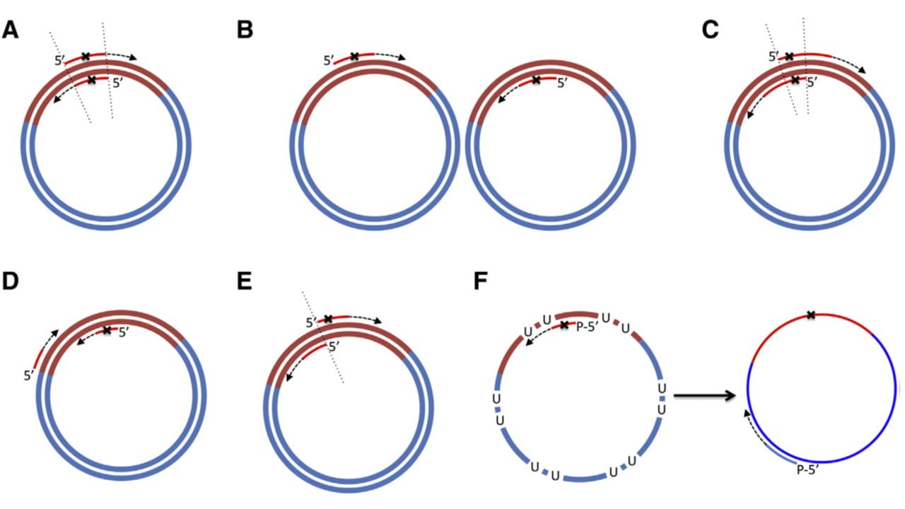 site-directed mutagenesis for directed evolution.