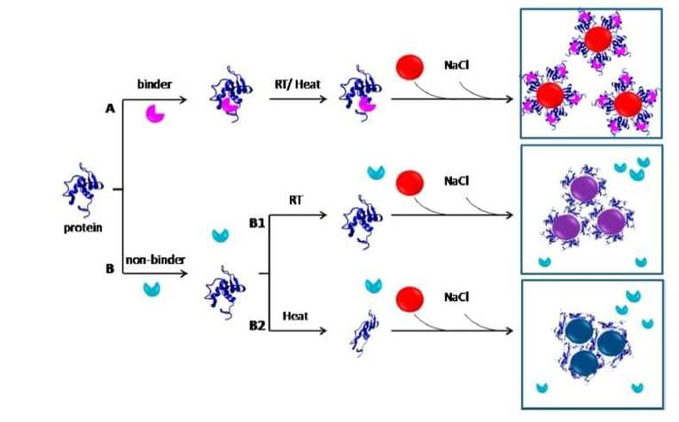 Ligand-Protein Interactions Screening Base on Gold Nanoparticles