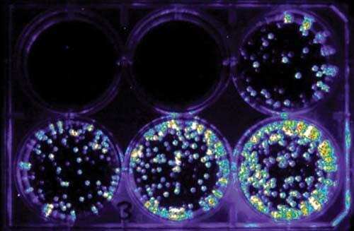 Luciferase Reporter Assay