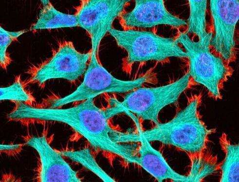 Drug-resistant cell model generation service 