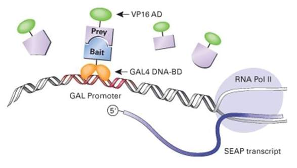 Mammalian Two-Hybrid System