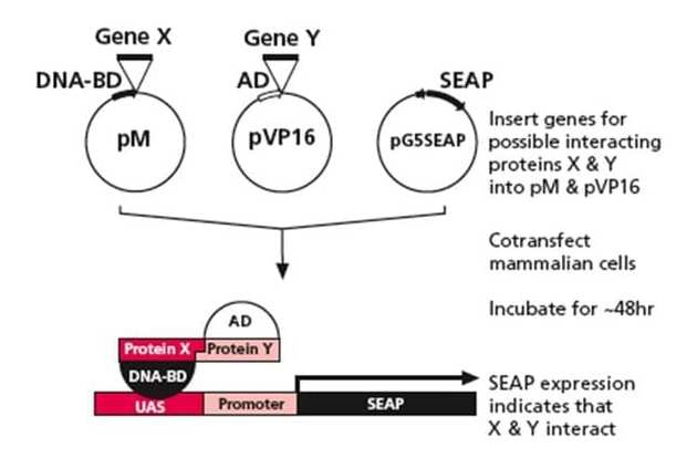 Mammalian Two-Hybrid System