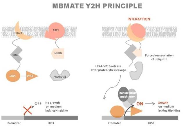 Membrane-Based Yeast Two-Hybrid System