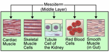 Tissues derived from mesoderm.