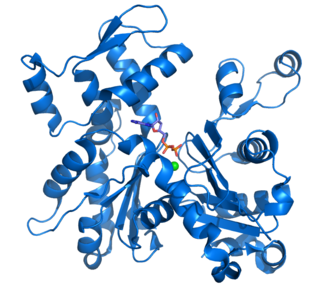 Structure of the actin protein.