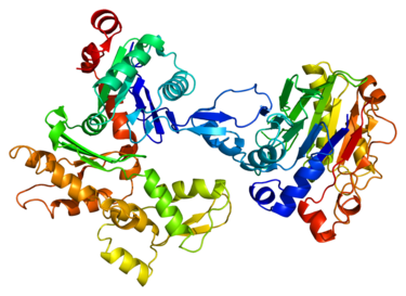 Structure of the ACTA2 protein.