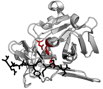 Metabolic signaling pathways Proteins