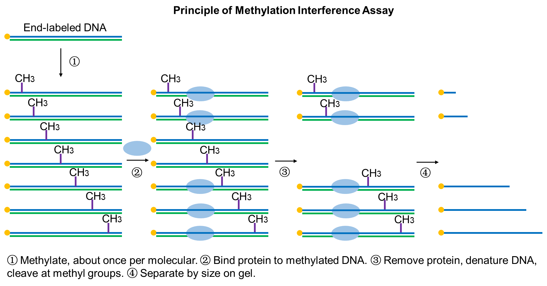 Methylation Interference Assay