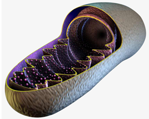 Mitochondrial Metabolism Proteins