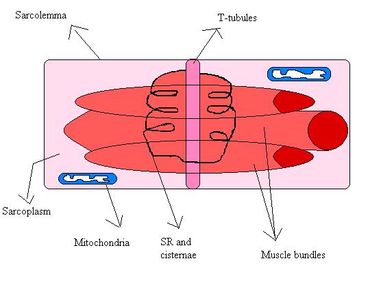 Sarcoplasm is the cytoplasm of a myocyte (muscle fiber, muscle cell).