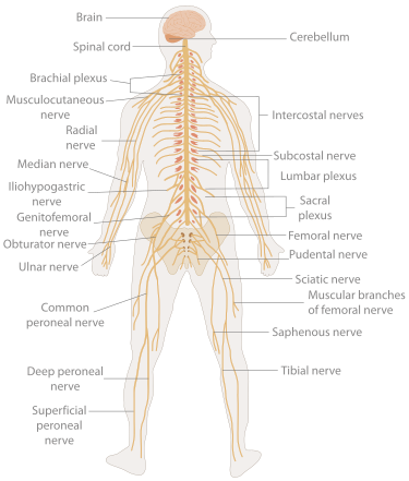 Human nervous system.