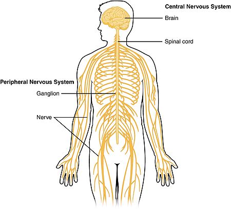 Human central nervous system.