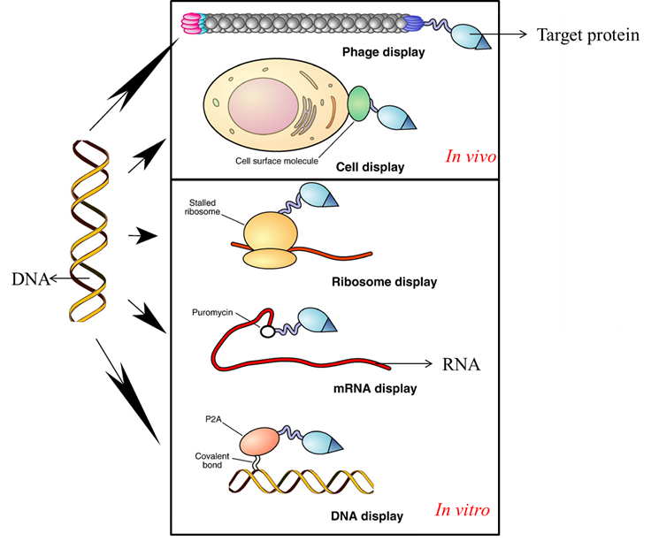 Protein display strategies