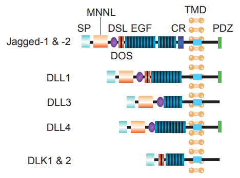 Figure 2. Structures of human Notch ligands.