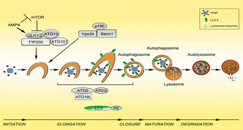 Other in Autophagy Proteins