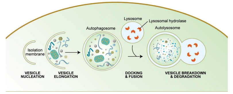 Other in Autophagy Proteins