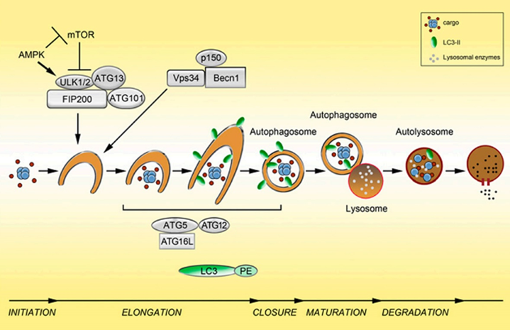 Other in Autophagy Proteins