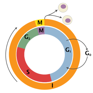 Other Proteins In Cell Cycle Biology Diagrams