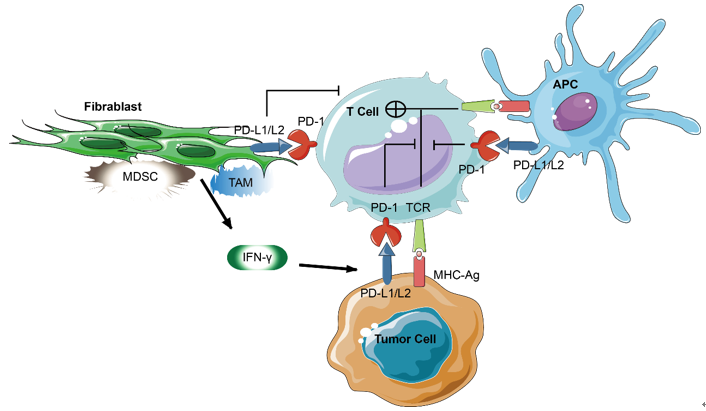 Immune Checkpoint Proteins