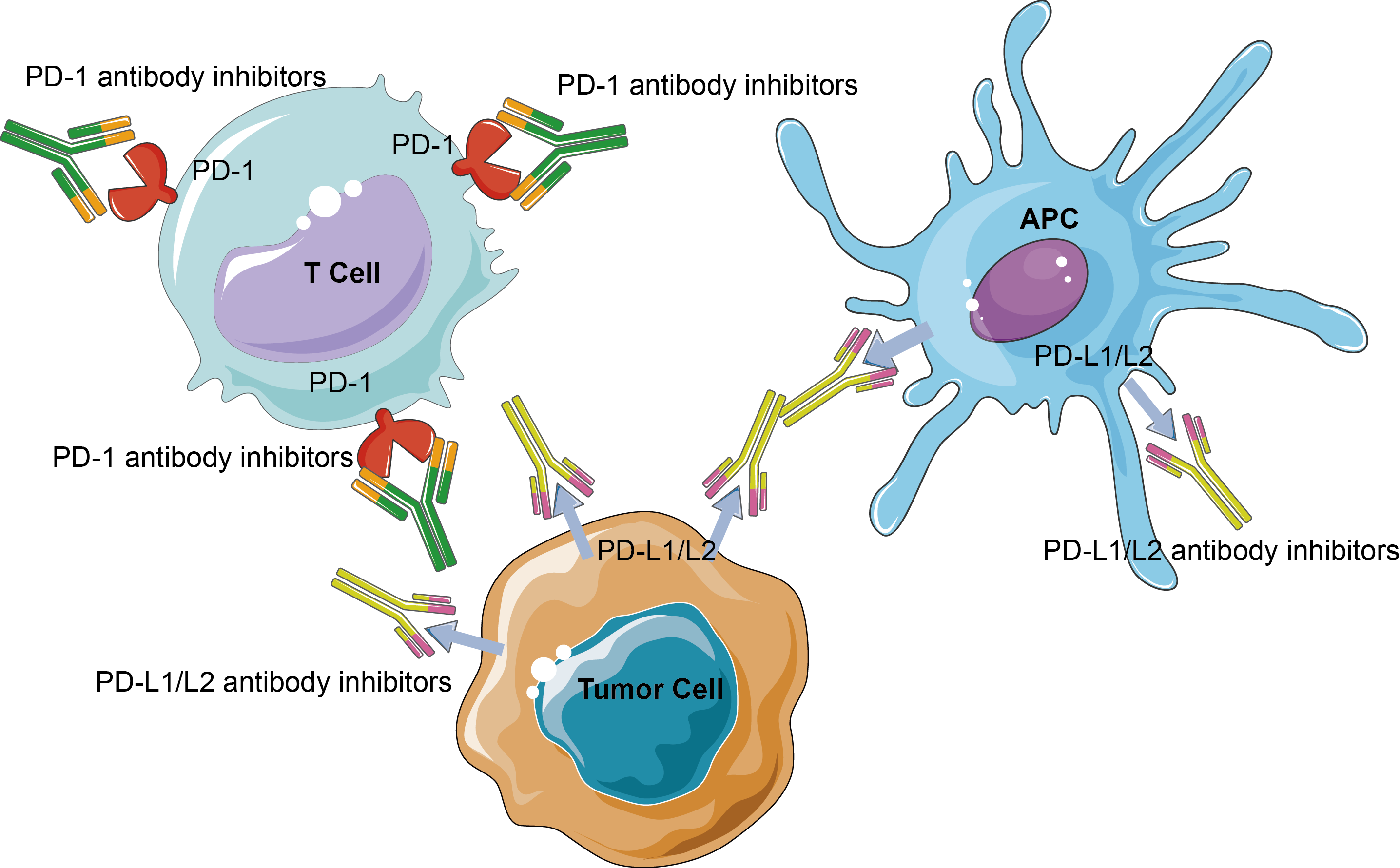 Immune Checkpoint Proteins