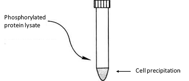 Protocol of Preparation of Phosphorylated Protein Samples