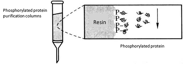 Enrichment Methods of Phosphorylated Proteins