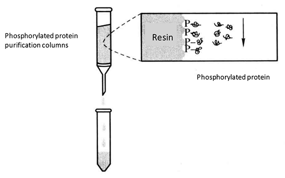 Enrichment Methods of Phosphorylated Proteins