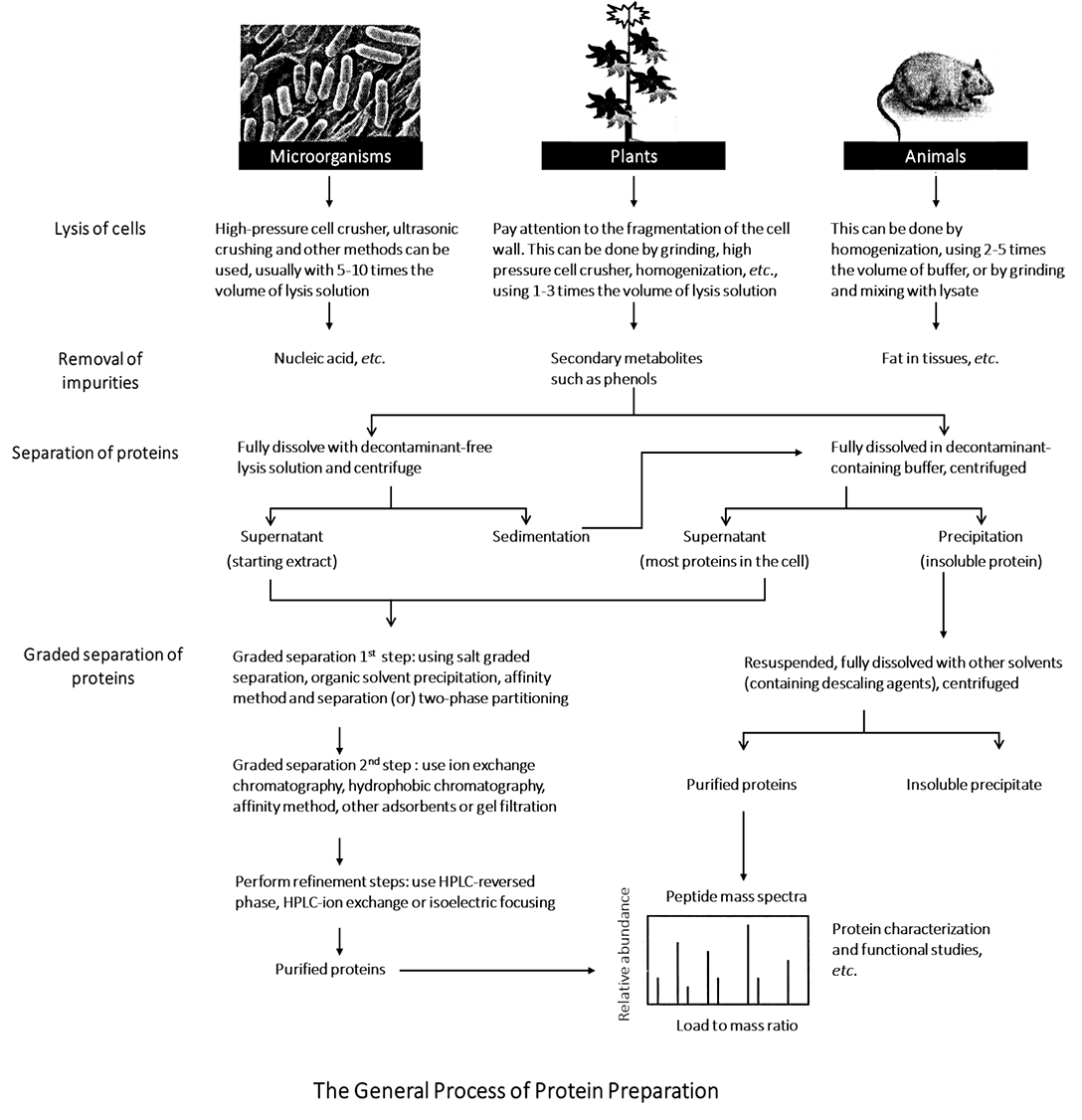 Protocol of Preparation of the Total Protein Samples