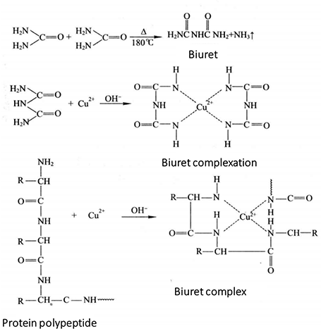 Principle and Protocol of Biuret Method