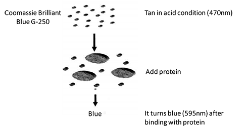 Principle and Protocol of Bradford Method