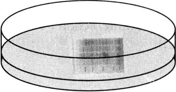 Principal and Protocol of Coomassie Brilliant Blue