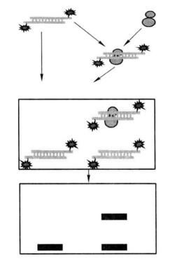 Schematic Diagram of Gel Retardation