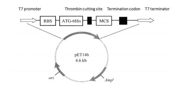 Schematic Diagram of pET14b Expression Vector