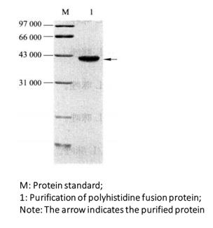 Purified Gel Electrophoresis of Polyhistidine Fusion Protein