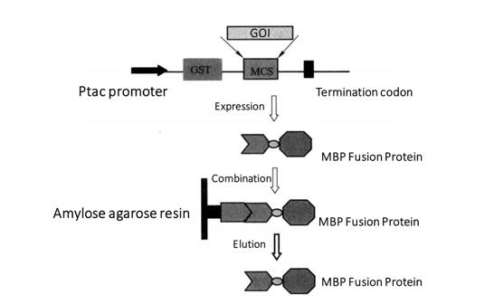 MBP Fusion Protein Purification Process