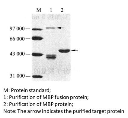 Purified Gel Electrophoresis of MBP Fusion Protein