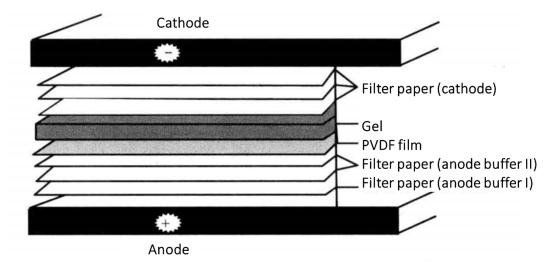 Schematic Diagram of Protein Transfer