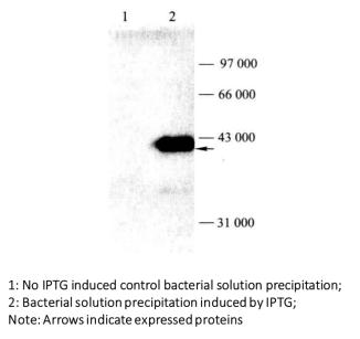 Detection of Induced Expression of GST Fusion Protein by Western Blot