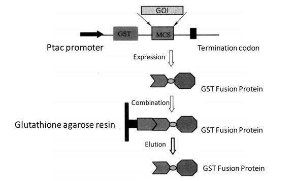 GST Fusion Protein Purification Proces