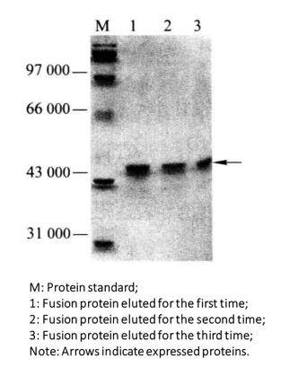 GST Fusion Protein Purification