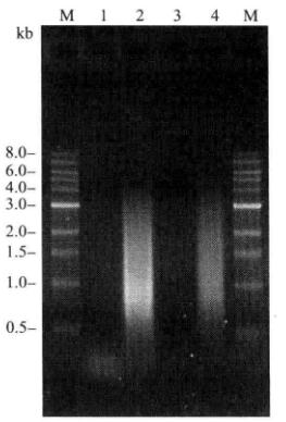 Detection of the Purified cDNA