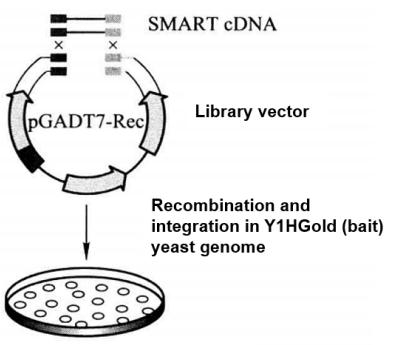 Construction and Screening of cDNA Fusion Expression Library