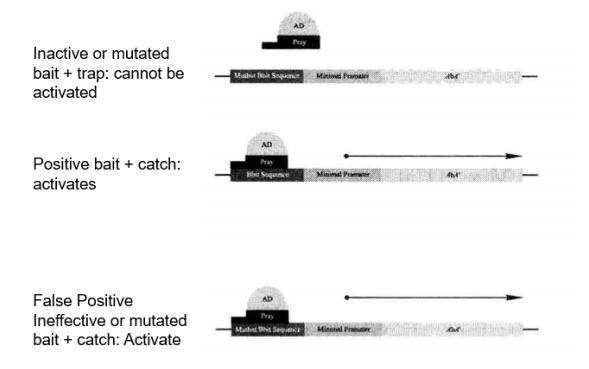 Expression of Reporter Genes within Positive and False Positive Clones