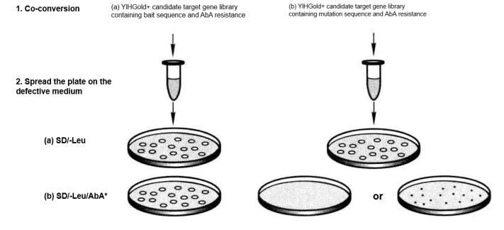 Verification of Positive and False Positive Interactions with Selection Media