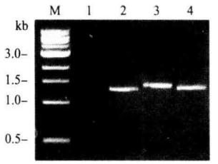 Principal and Protocol of Yeast One-hybrid Analysis