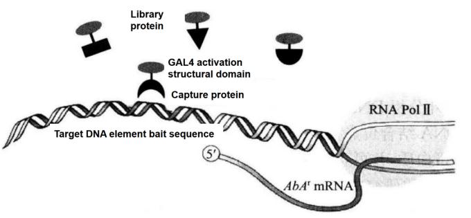 Principle of Screening Proton-DNA Interaction with Matchmaker Gold One-hybrid System