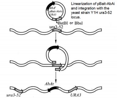 Principle of Screening Proton-DNA Interaction with Matchmaker Gold One-hybrid System